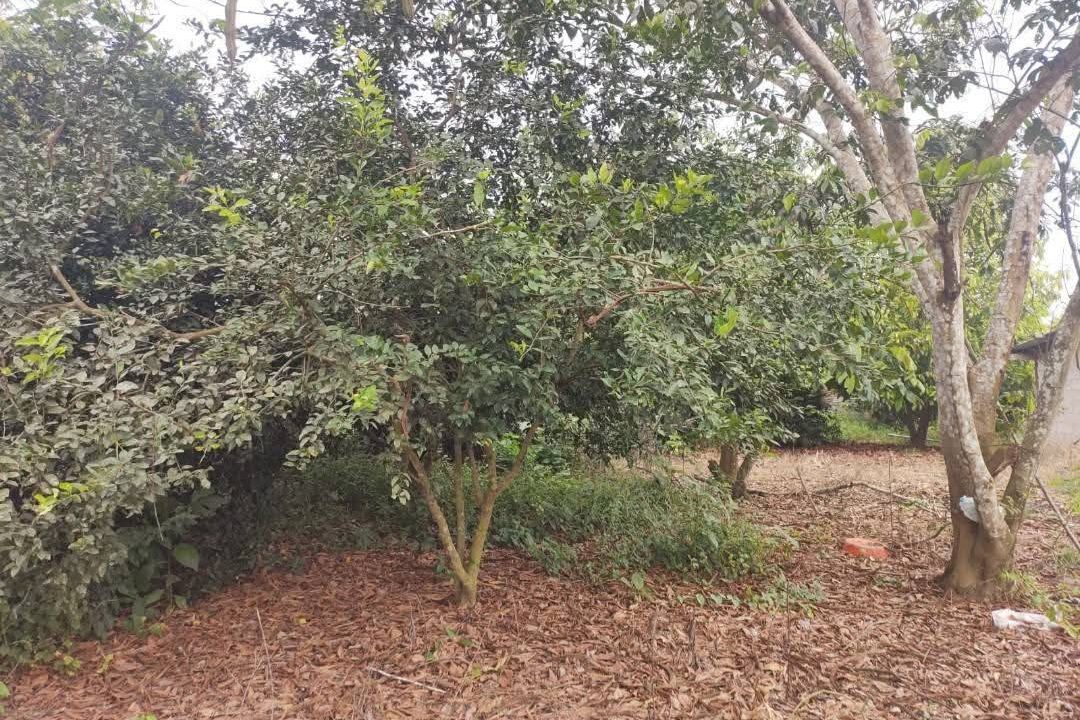 574563301_2591717151226945_2572651766833732950_n